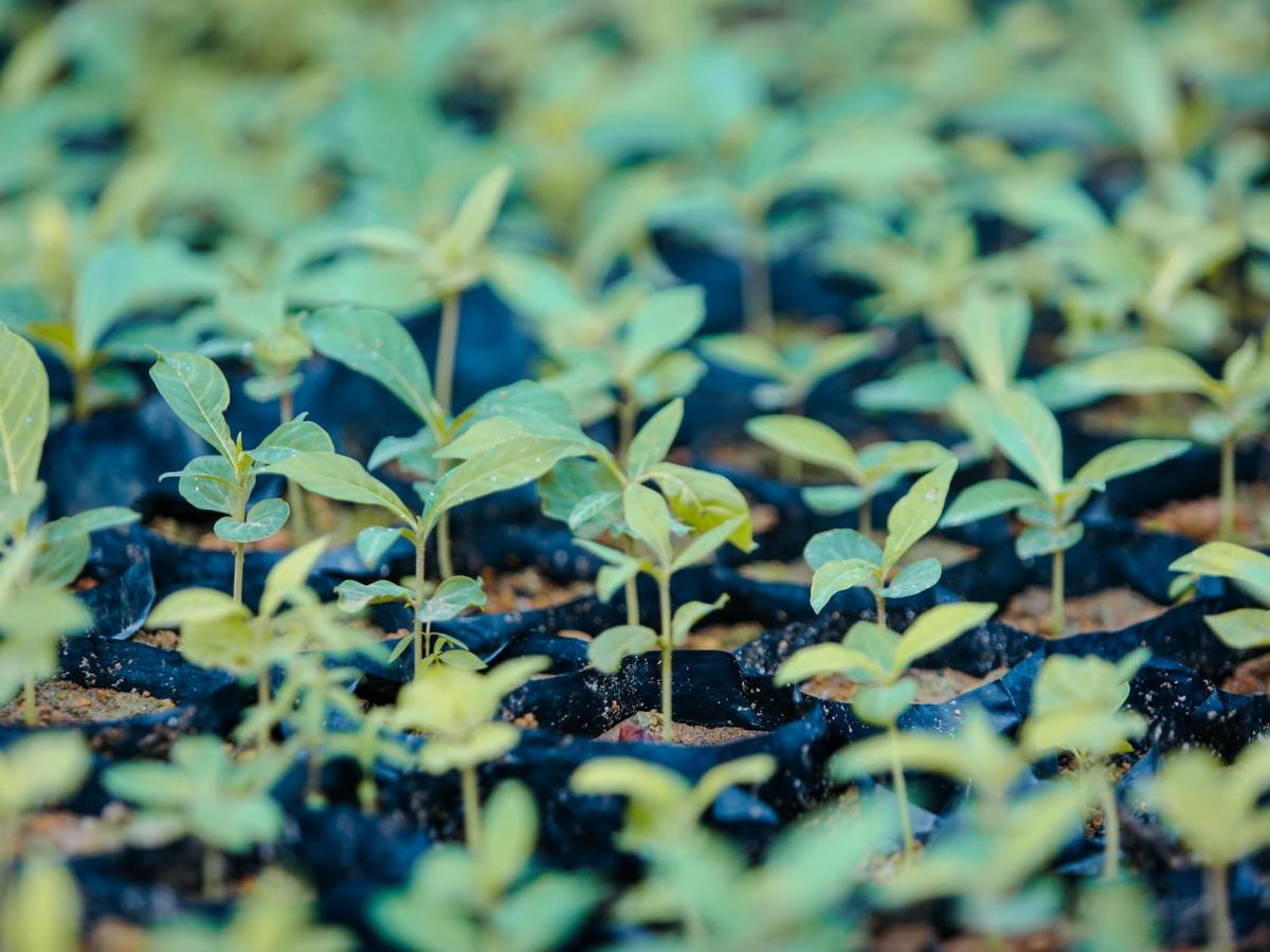 Seeds of Doubt