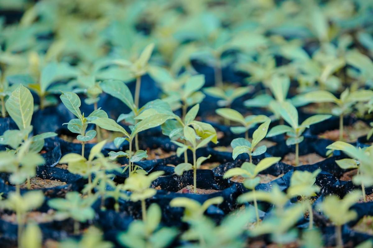 Seeds of Doubt
